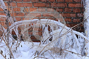 Ice on dry branches of a plant. Russia.