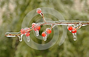 Ice-encased berries of winterberry