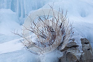 Ice encasing the base of a small bush