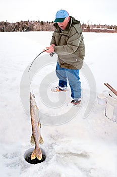 Ice Fisherman Pulling a Big Pike