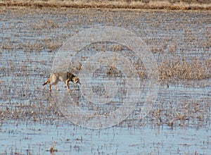 Ice-Fishing Coyote