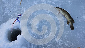 Ice fishing for Esox Lucious. Big winter pike caught on rattle bait.