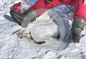 Ice fishing for perch
