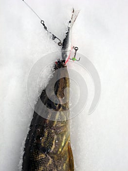 Ice fishing on the pike photo