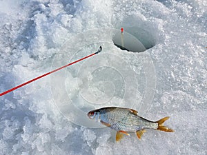Ice fishing - small roach caught - float and line in ice hole - winter fishing - pescuit la copca
