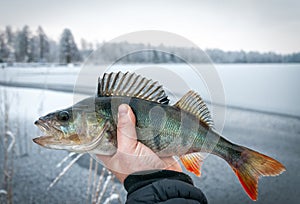 Ice fishing trophy - winter perch