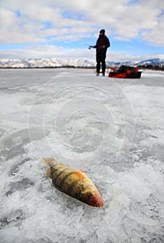 Ice fishing for yellow perch