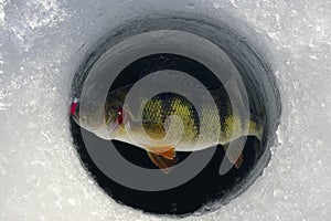 Ice Fishing Yellow Perch