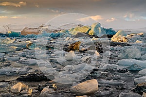 Ice floes on Jokulsarlon lake, a famous glacier lagoon in Vatnajokull National Park, Iceland