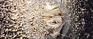 Ice flowers frozen on window. Winter cold textured pattern. Macro view. Frost crystal.