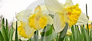 Ice Follies Daffodils Narcissus Resplendent with Fresh Raindrops after a Spring Rain