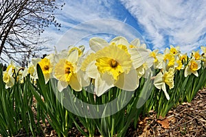 Ice Follies Daffodils Narcissus on a Sunny Spring Day. Dramatic Low Angle Fisheye Perspective.