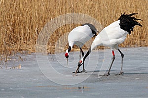 The ice foraging red-crowned cranes