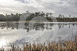 Ice on a forest lake