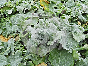 Ice formation on rapeseed leaves in winter.