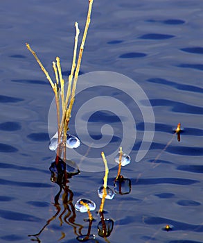 Ice formations and a yellow ladybugs on the reeds