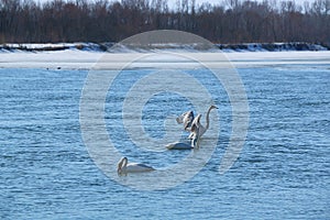 Winter swans on the mighty Siberian river