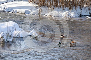 Ice-free winter pond with wild ducks