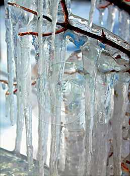 Ice freez branch cold