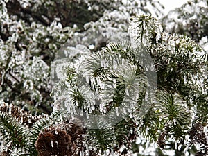 Ice freezed trees