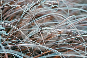 Ice and frost on uncultivated meadow plants in cold foggy winter morning