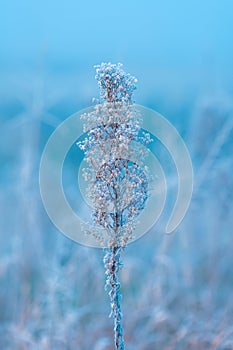 Ice and frost on uncultivated meadow plants in cold foggy winter morning