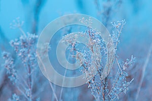 Ice and frost on uncultivated meadow plants in cold foggy winter morning photo