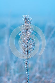 Ice and frost on uncultivated meadow plants in cold foggy winter morning photo