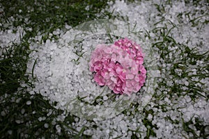 Ice hail and pink hydrangea flower on green grass in summer