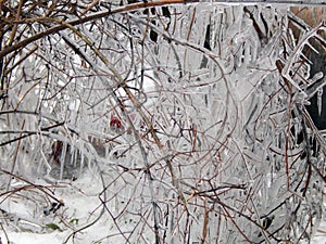 Ice hanging on the branches of trees