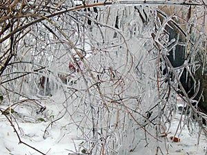 Ice hanging on the branches of trees photo