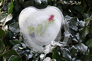 Ice heart and a rose in the ivy
