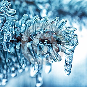 Ice icicles on a branch of a blue Christmas tree, close-up.