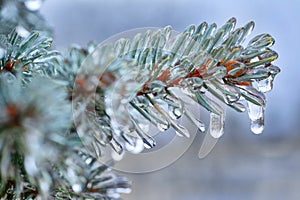 Ice icicles on a branch of a blue Christmas tree, close-up.