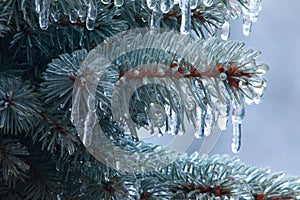 Ice icicles on a branch of a blue Christmas tree, close-up.