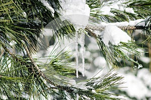 Ice icicles on snowy branches of spruce close up