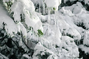 Ice icicles on snowy branches of spruce close up