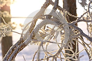 Ice-Kissed Elegance: A Sunlit Symphony in Winter