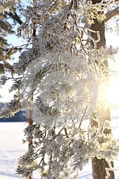 Ice-Kissed Elegance: A Sunlit Symphony in Winter