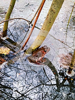 Ice on the lake and the brown frog at spring