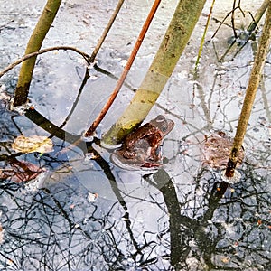 Ice on the lake and the brown frog at spring