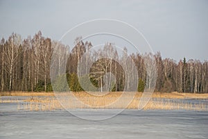 Ice lake covered with ice and snow. Brown reeds grow through the ice. Lake like an ice rink