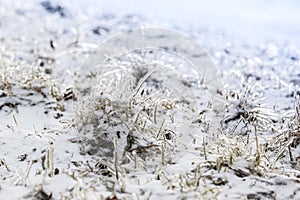 Ice Lawn - Grass leaves covered with ice crust and snow. Beautiful winter background