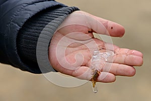 An ice leave in a child`s hand