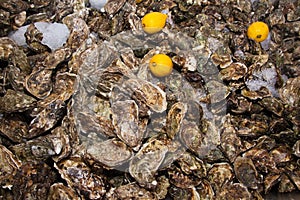 Ice lemon and many oysters