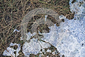 Ice is melting on the grass in the dunes