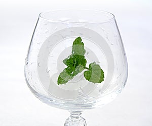 Ice and mint ready for drink