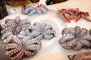 Ice with octopuses and octopi freshly caught