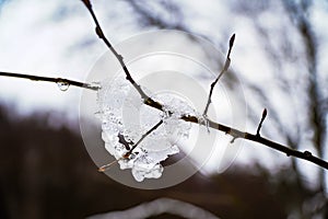 Ice pattern, melted snow on a branch, dripping ice