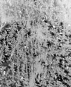 Ice pattern on window glass